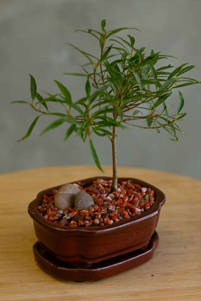 Ficus, Ficus Nerifolia, Ficus Neriifolia, Neriifolia, Weeping Fig, Weeping, Bonsai, Styled Bonsai, Potted Bonsai, Small Bonsai, Ficus Bonsai, Beginner Bonsai