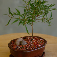 Ficus, Ficus Nerifolia, Ficus Neriifolia, Neriifolia, Weeping Fig, Weeping, Bonsai, Styled Bonsai, Potted Bonsai, Small Bonsai, Ficus Bonsai, Beginner Bonsai