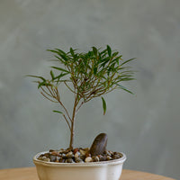 Ficus, Ficus Nerifolia, Ficus Neriifolia, Neriifolia, Weeping Fig, Weeping, Bonsai, Styled Bonsai, Potted Bonsai, Small Bonsai, Ficus Bonsai, Beginner Bonsai