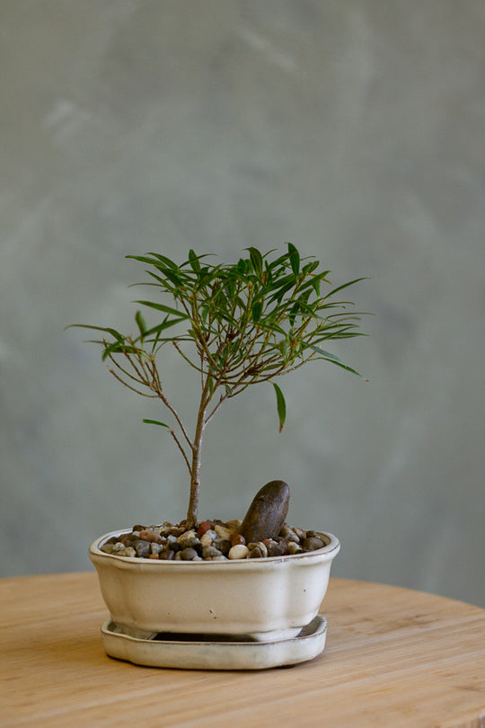 Ficus, Ficus Nerifolia, Ficus Neriifolia, Neriifolia, Weeping Fig, Weeping, Bonsai, Styled Bonsai, Potted Bonsai, Small Bonsai, Ficus Bonsai, Beginner Bonsai