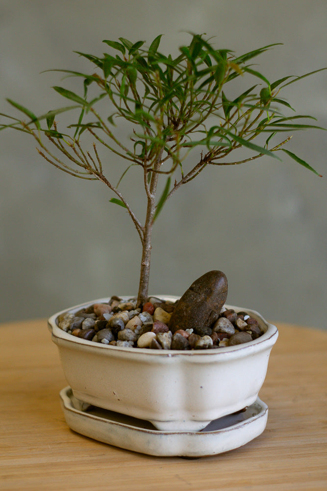 Ficus, Ficus Nerifolia, Ficus Neriifolia, Neriifolia, Weeping Fig, Weeping, Bonsai, Styled Bonsai, Potted Bonsai, Small Bonsai, Ficus Bonsai, Beginner Bonsai