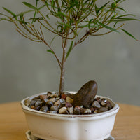 Ficus, Ficus Nerifolia, Ficus Neriifolia, Neriifolia, Weeping Fig, Weeping, Bonsai, Styled Bonsai, Potted Bonsai, Small Bonsai, Ficus Bonsai, Beginner Bonsai