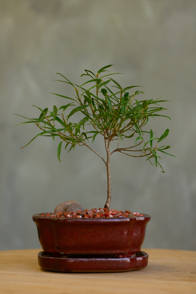 Ficus, Ficus Nerifolia, Ficus Neriifolia, Neriifolia, Weeping Fig, Weeping, Bonsai, Styled Bonsai, Potted Bonsai, Small Bonsai, Ficus Bonsai, Beginner Bonsai