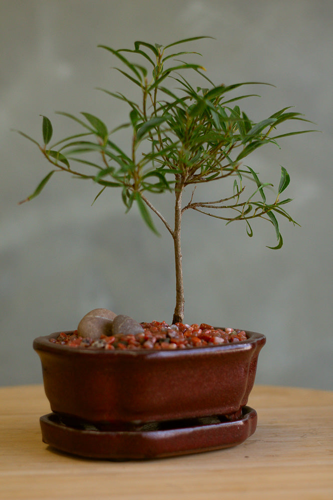 Ficus, Ficus Nerifolia, Ficus Neriifolia, Neriifolia, Weeping Fig, Weeping, Bonsai, Styled Bonsai, Potted Bonsai, Small Bonsai, Ficus Bonsai, Beginner Bonsai