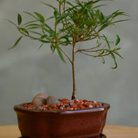 Ficus, Ficus Nerifolia, Ficus Neriifolia, Neriifolia, Weeping Fig, Weeping, Bonsai, Styled Bonsai, Potted Bonsai, Small Bonsai, Ficus Bonsai, Beginner Bonsai