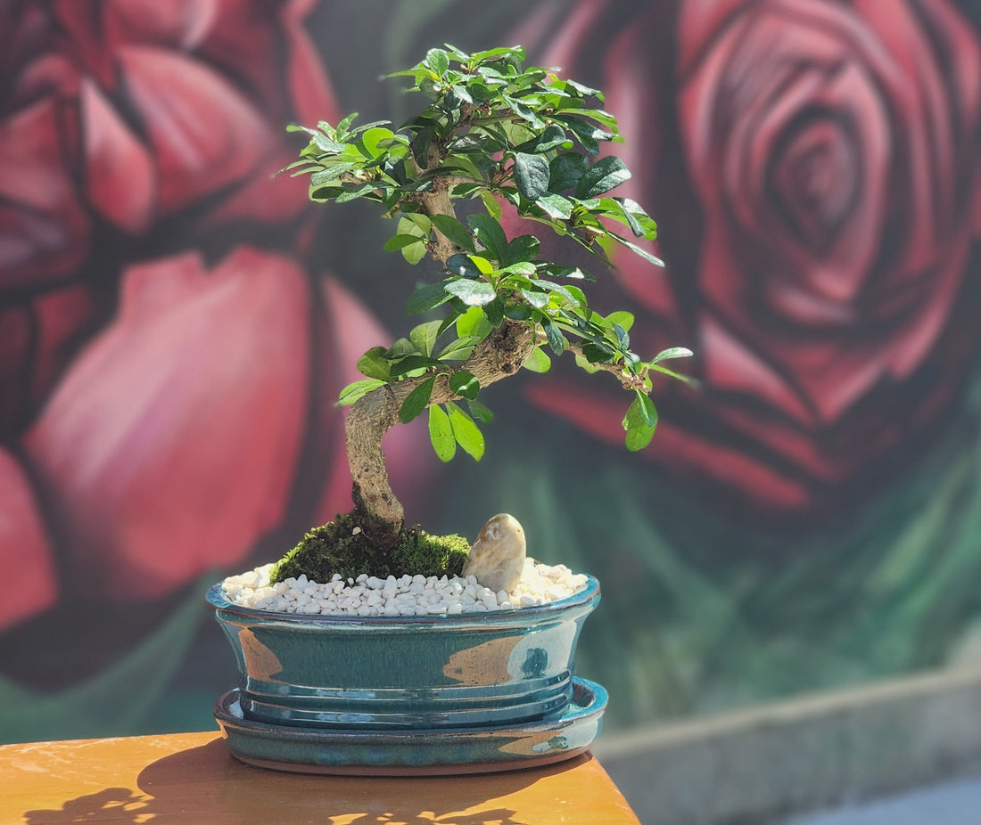 Fukien Tea | Carmona Retusa