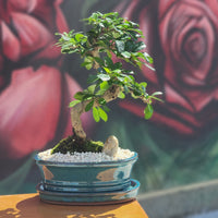 Fukien Tea