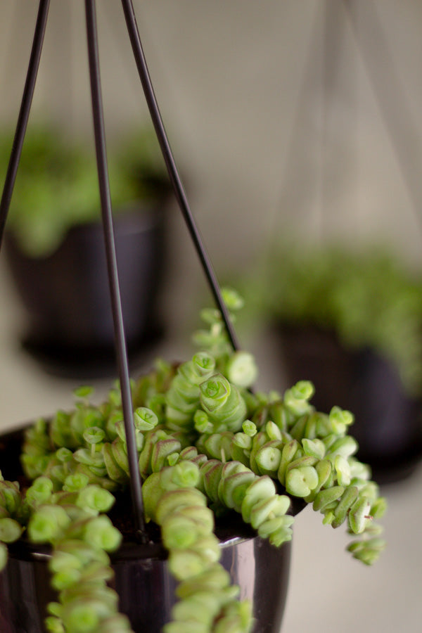 Jade Necklace, Crassula Marnieriana, Jade, Hanging Jade, Crassula, String of buttons, Hanging plant, Succulent, Succulents, Hanging Succulents, Bright plant, Plant,