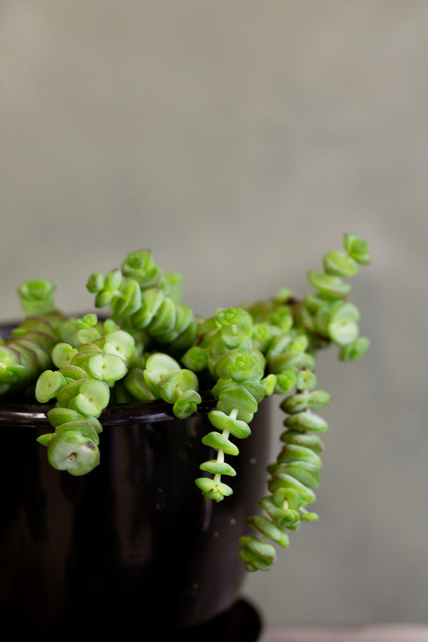 Jade Necklace, Crassula Marnieriana, Jade, Hanging Jade, Crassula, String of buttons, Hanging plant, Succulent, Succulents, Hanging Succulents, Bright plant, Plant,