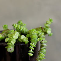 Jade Necklace, Crassula Marnieriana, Jade, Hanging Jade, Crassula, String of buttons, Hanging plant, Succulent, Succulents, Hanging Succulents, Bright plant, Plant,