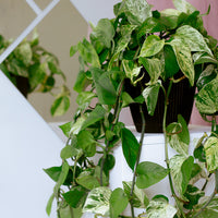 Marble Queen, Pothos, Pothos Marble Queen, Marble Pothos, Vine, Vines, Ivy, Hanging basket, Hanging plant, Plants, Potted Plants, Plant, Variegated Pothos