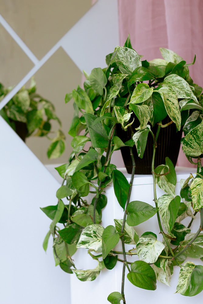 Marble Queen, Pothos, Pothos Marble Queen, Marble Pothos, Vine, Vines, Ivy, Hanging basket, Hanging plant, Plants, Potted Plants, Plant, Variegated Pothos