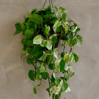 Marble Queen, Pothos, Pothos Marble Queen, Marble Pothos, Vine, Vines, Ivy, Hanging basket, Hanging plant, Plants, Potted Plants, Plant, Variegated Pothos