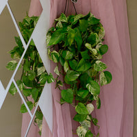 Marble Queen, Pothos, Pothos Marble Queen, Marble Pothos, Vine, Vines, Ivy, Hanging basket, Hanging plant, Plants, Potted Plants, Plant, Variegated Pothos