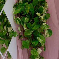 Marble Queen, Pothos, Pothos Marble Queen, Marble Pothos, Vine, Vines, Ivy, Hanging basket, Hanging plant, Plants, Potted Plants, Plant, Variegated Pothos