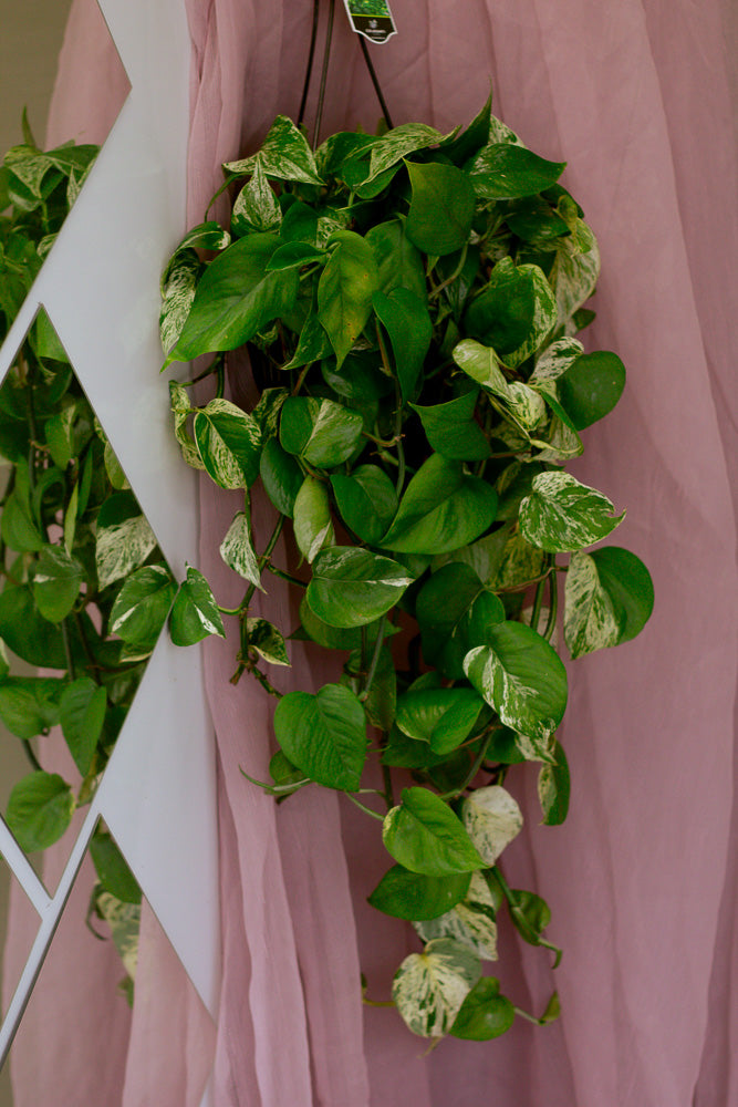 Marble Queen, Pothos, Pothos Marble Queen, Marble Pothos, Vine, Vines, Ivy, Hanging basket, Hanging plant, Plants, Potted Plants, Plant, Variegated Pothos