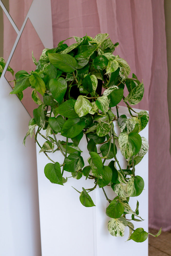 Marble Queen, Pothos, Pothos Marble Queen, Marble Pothos, Vine, Vines, Ivy, Hanging basket, Hanging plant, Plants, Potted Plants, Plant, Variegated Pothos