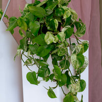 Marble Queen, Pothos, Pothos Marble Queen, Marble Pothos, Vine, Vines, Ivy, Hanging basket, Hanging plant, Plants, Potted Plants, Plant, Variegated Pothos