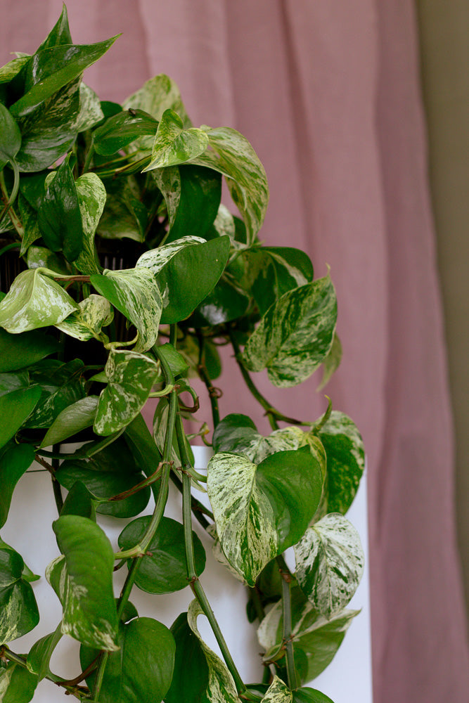 Marble Queen, Pothos, Pothos Marble Queen, Marble Pothos, Vine, Vines, Ivy, Hanging basket, Hanging plant, Plants, Potted Plants, Plant, Variegated Pothos