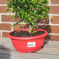 Neea Buxifolia