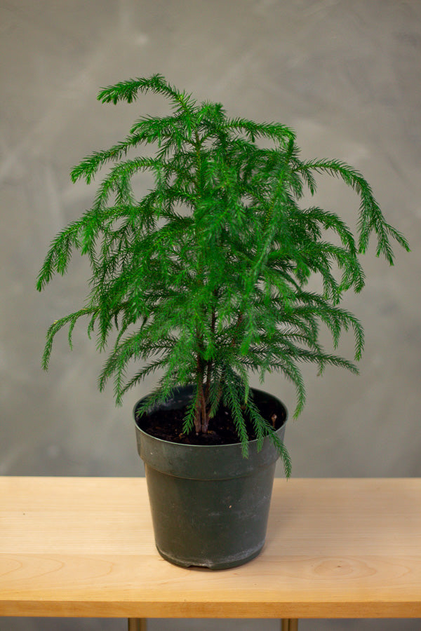 Norfolk Island Pine: Araucaria Heterophylla – Bonsai Ottawa