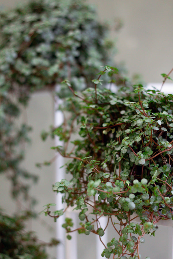 Pilea Glauca 'Aquamarine', Pilea Glauca, Pilea, Aquamarine, Pilea, Houseplant, Houseplants, Vines, Ground cover, Terrarium Plant, Terrarium, Cute Plant