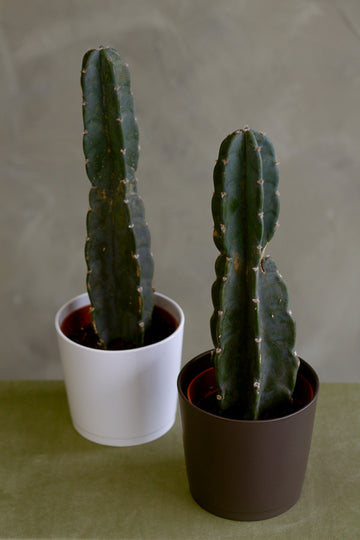 Cereus Jamacaru, Pure Cactus, Spineless Cactus, Easy, Cactus, Plant, Potted Plant, Non-Toxic, Non-Poisonous