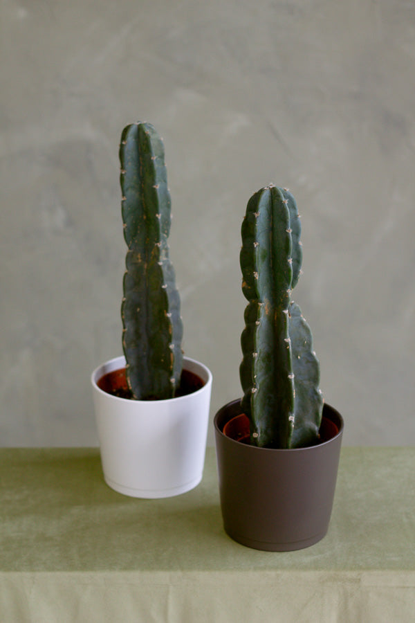 Cereus Jamacaru, Pure Cactus, Spineless Cactus, Easy, Cactus, Plant, Potted Plant, Non-Toxic, Non-Poisonous