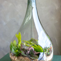 Terrarium, Teardrop terrarium, violet, ferns, easy terrarium, low maintenance, beginner plant, plant, terrariums,