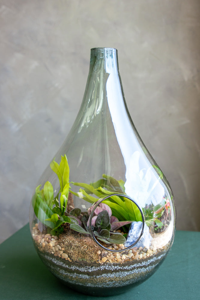 Terrarium, Teardrop terrarium, violet, ferns, easy terrarium, low maintenance, beginner plant, plant, terrariums,