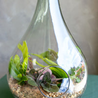 Terrarium, Teardrop terrarium, violet, ferns, easy terrarium, low maintenance, beginner plant, plant, terrariums,