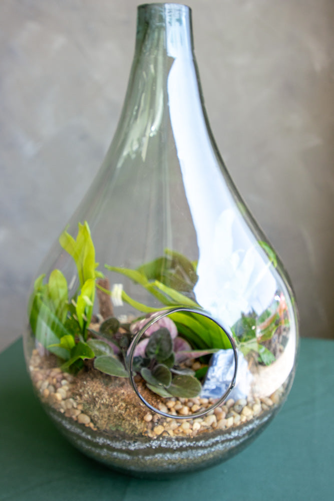 Terrarium, Teardrop terrarium, violet, ferns, easy terrarium, low maintenance, beginner plant, plant, terrariums,