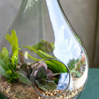 Terrarium, Teardrop terrarium, violet, ferns, easy terrarium, low maintenance, beginner plant, plant, terrariums,