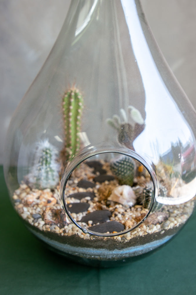 Teardrop terrarium, terrarium, easy plant, low maintenance, cactus, oasis terrarium, teardrop