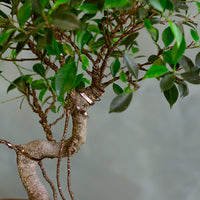 Tigerbark, Tigerbark Bonsai, Ficus bonsai, ficus, ficus retusa, ficus microcarpa, potted bonsai, styled bonsai, unglazed pot, tiger bark, tiger bark bonsai,