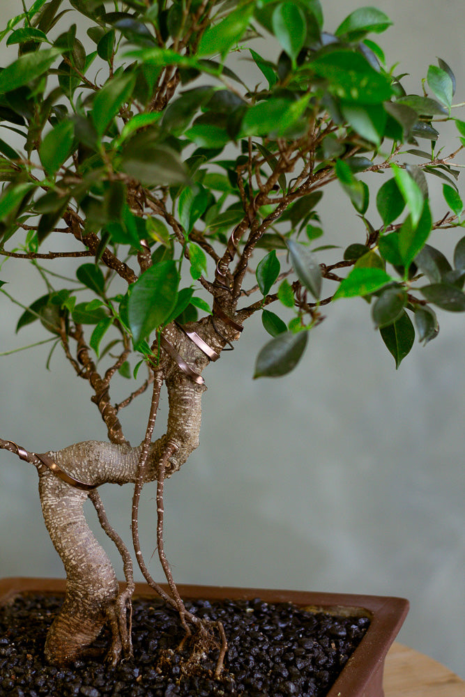 Tigerbark, Tigerbark Bonsai, Ficus bonsai, ficus, ficus retusa, ficus microcarpa, potted bonsai, styled bonsai, unglazed pot, tiger bark, tiger bark bonsai,