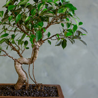 Tigerbark, Tigerbark Bonsai, Ficus bonsai, ficus, ficus retusa, ficus microcarpa, potted bonsai, styled bonsai, unglazed pot, tiger bark, tiger bark bonsai,