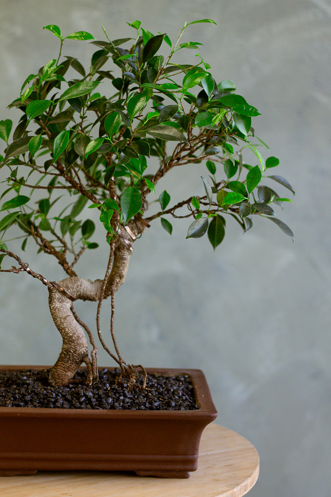 Tigerbark, Tigerbark Bonsai, Ficus bonsai, ficus, ficus retusa, ficus microcarpa, potted bonsai, styled bonsai, unglazed pot, tiger bark, tiger bark bonsai,