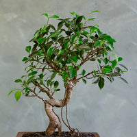 Tigerbark, Tigerbark Bonsai, Ficus bonsai, ficus, ficus retusa, ficus microcarpa, potted bonsai, styled bonsai, unglazed pot, tiger bark, tiger bark bonsai,