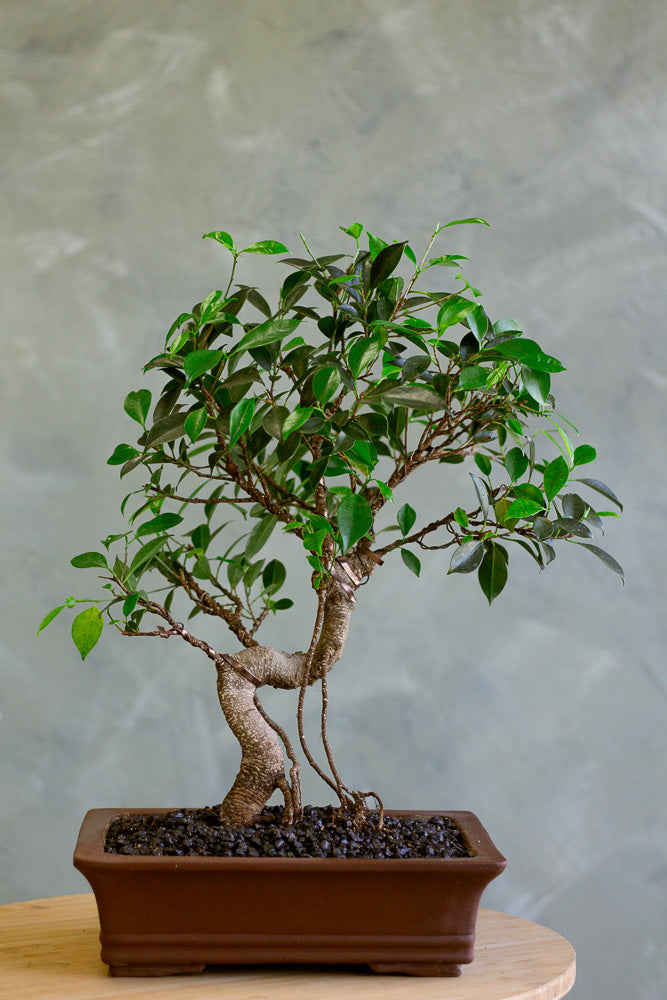 Tigerbark, Tigerbark Bonsai, Ficus bonsai, ficus, ficus retusa, ficus microcarpa, potted bonsai, styled bonsai, unglazed pot, tiger bark, tiger bark bonsai,