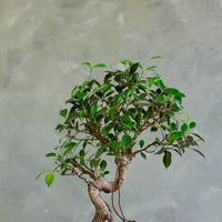 Tigerbark, Tigerbark Bonsai, Ficus bonsai, ficus, ficus retusa, ficus microcarpa, potted bonsai, styled bonsai, unglazed pot, tiger bark, tiger bark bonsai,