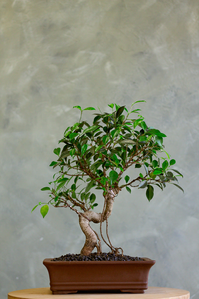 Tigerbark, Tigerbark Bonsai, Ficus bonsai, ficus, ficus retusa, ficus microcarpa, potted bonsai, styled bonsai, unglazed pot, tiger bark, tiger bark bonsai,