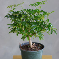 Dwarf Umbrella Tree