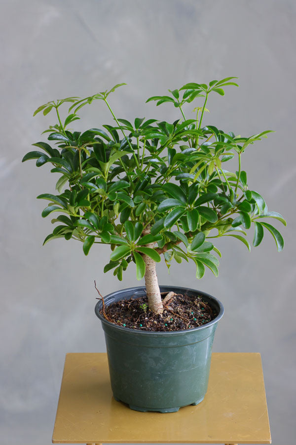 Dwarf Umbrella Tree