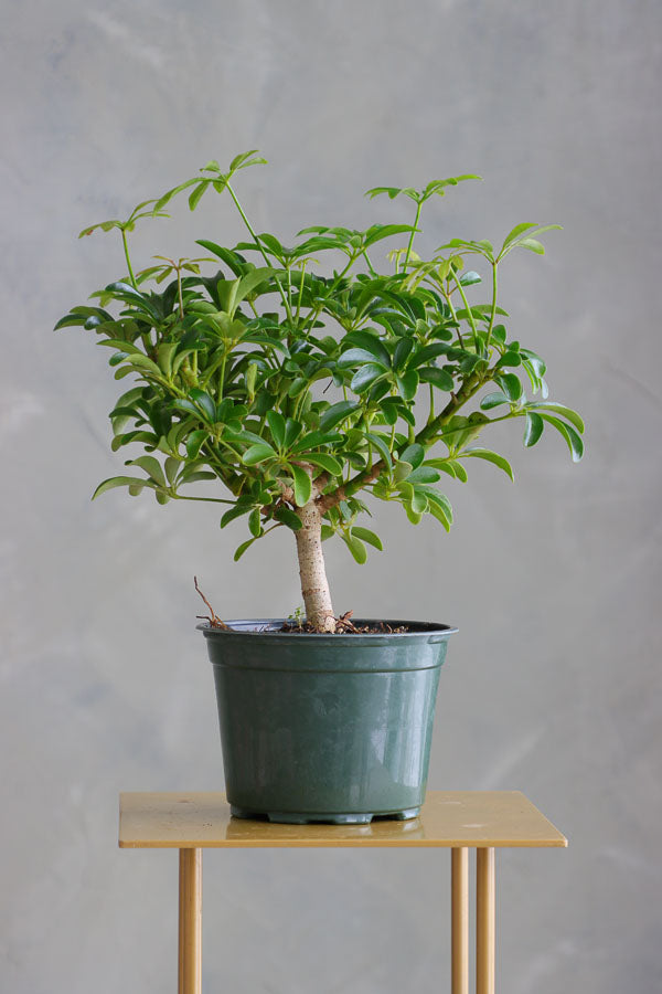 Dwarf Umbrella Tree