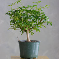 Dwarf Umbrella Tree