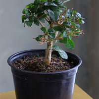 Parrot’s Beak bonsai in a ceramic pot with natural stones, featuring delicate green leaves and elegant branches.