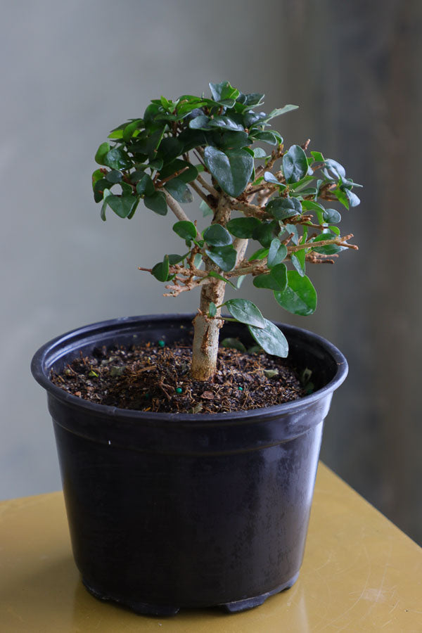 Parrot’s Beak bonsai in a ceramic pot with natural stones, featuring delicate green leaves and elegant branches.