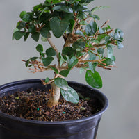 Parrot’s Beak bonsai in a ceramic pot with natural stones, featuring delicate green leaves and elegant branches.