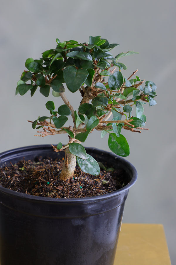 Parrot’s Beak bonsai in a ceramic pot with natural stones, featuring delicate green leaves and elegant branches.